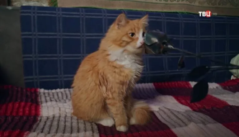 Картинка к «1 сезон 3 серия»